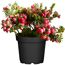 Topfpflanze mit rosa Beeren