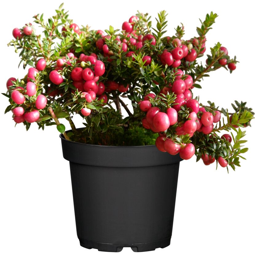 Topfpflanze mit rosa Beeren
