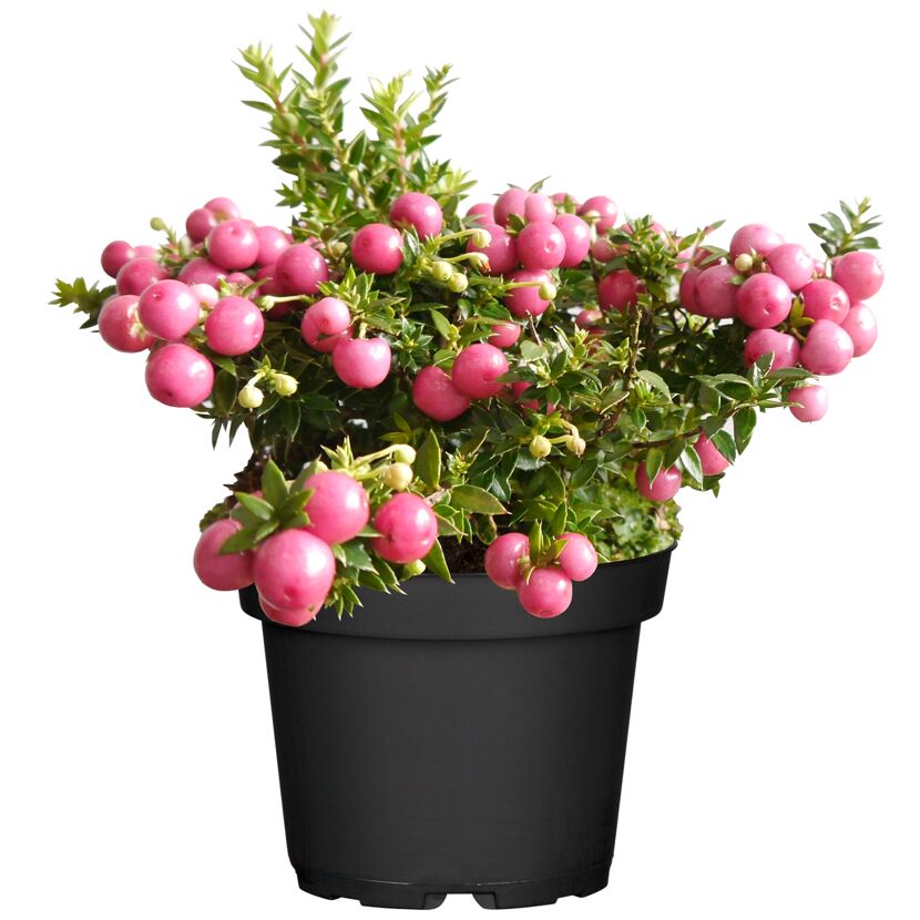Topfpflanze mit rosa Beeren