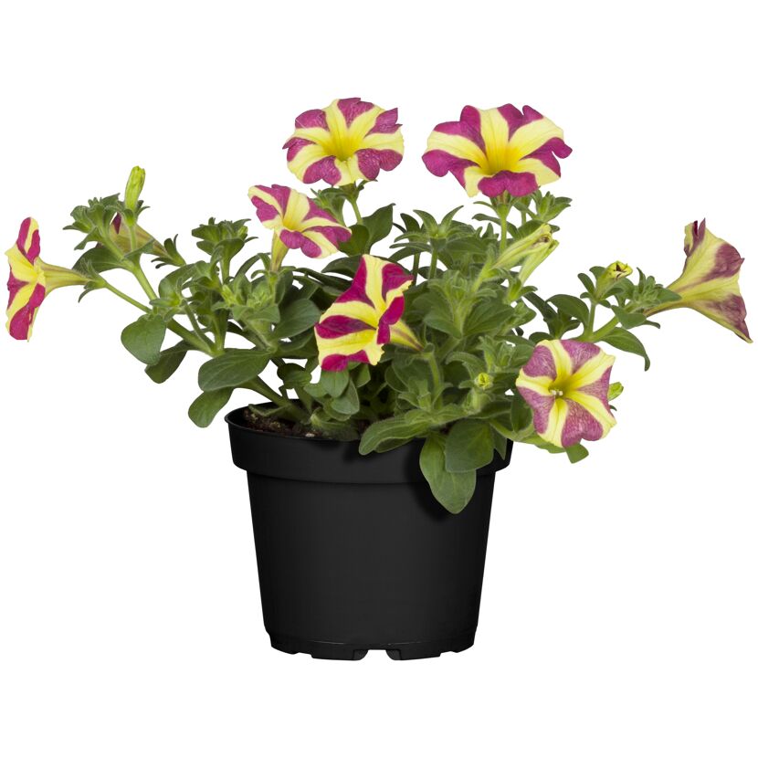 Petunie mit gelb-pinken Blüten in schwarzem Topf