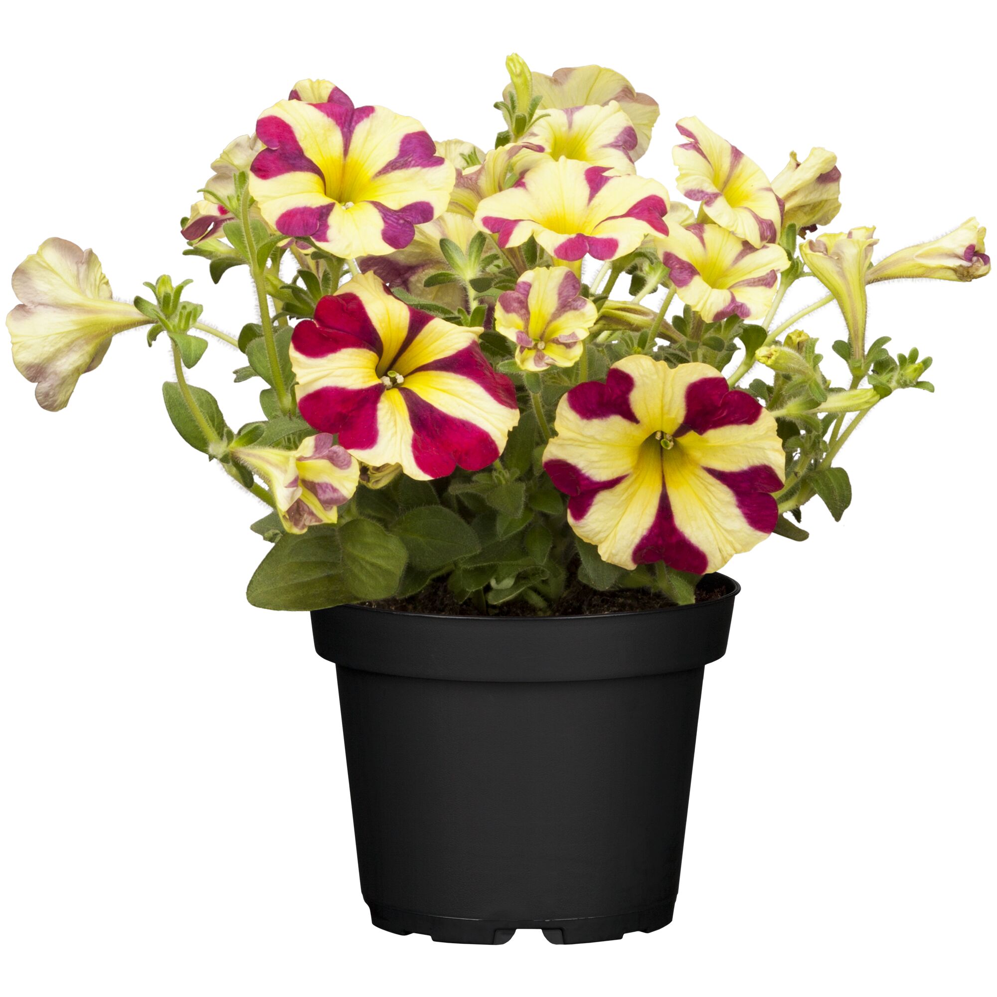 Petunie im schwarzen Topf