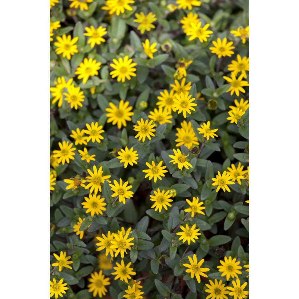 Gelbe Husarenknopf-Blüten
