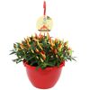 Scharfe Chili-Pflanze in rotem Topf