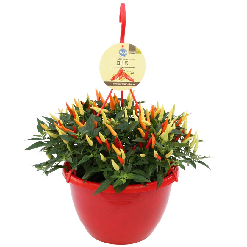 Scharfe Chili-Pflanze in rotem Topf