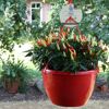 Scharfe Chilis in rotem Topf