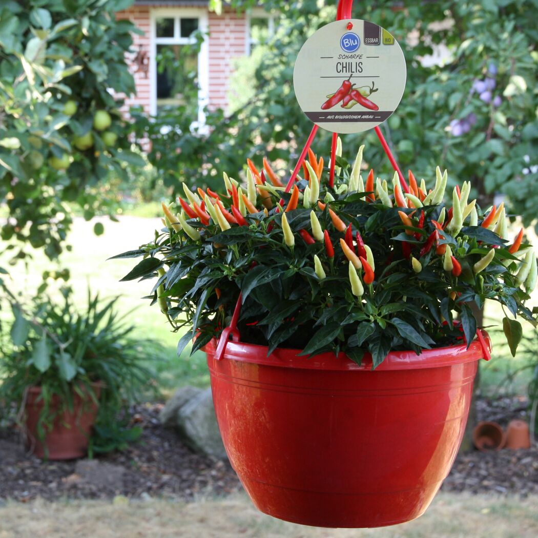 Scharfe Chilis in rotem Topf