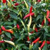 Chilis in rot und gelb an einer Pflanze