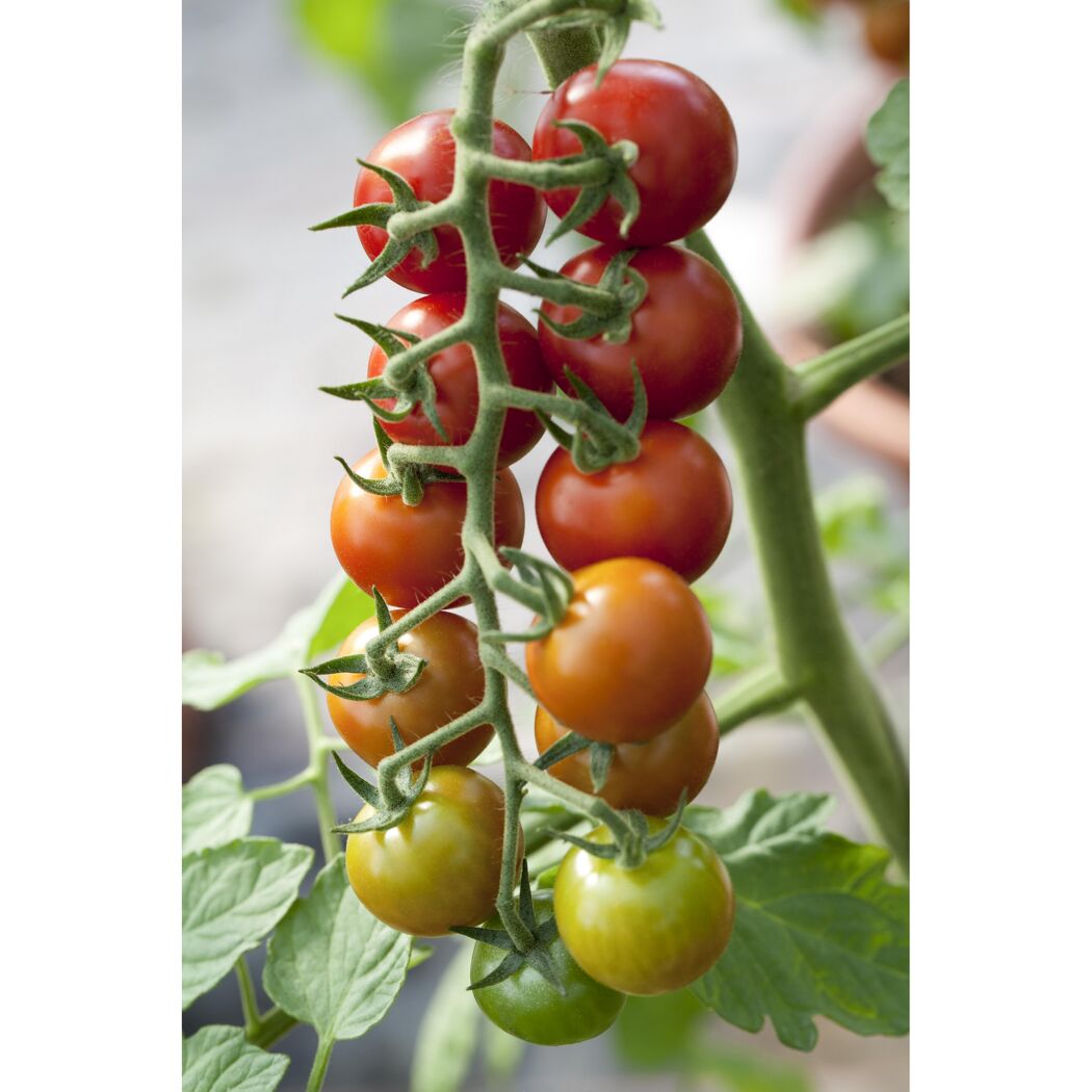 Tomatenrispe mit reifen und unreifen Früchten