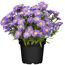 Topf mit violetten Astern