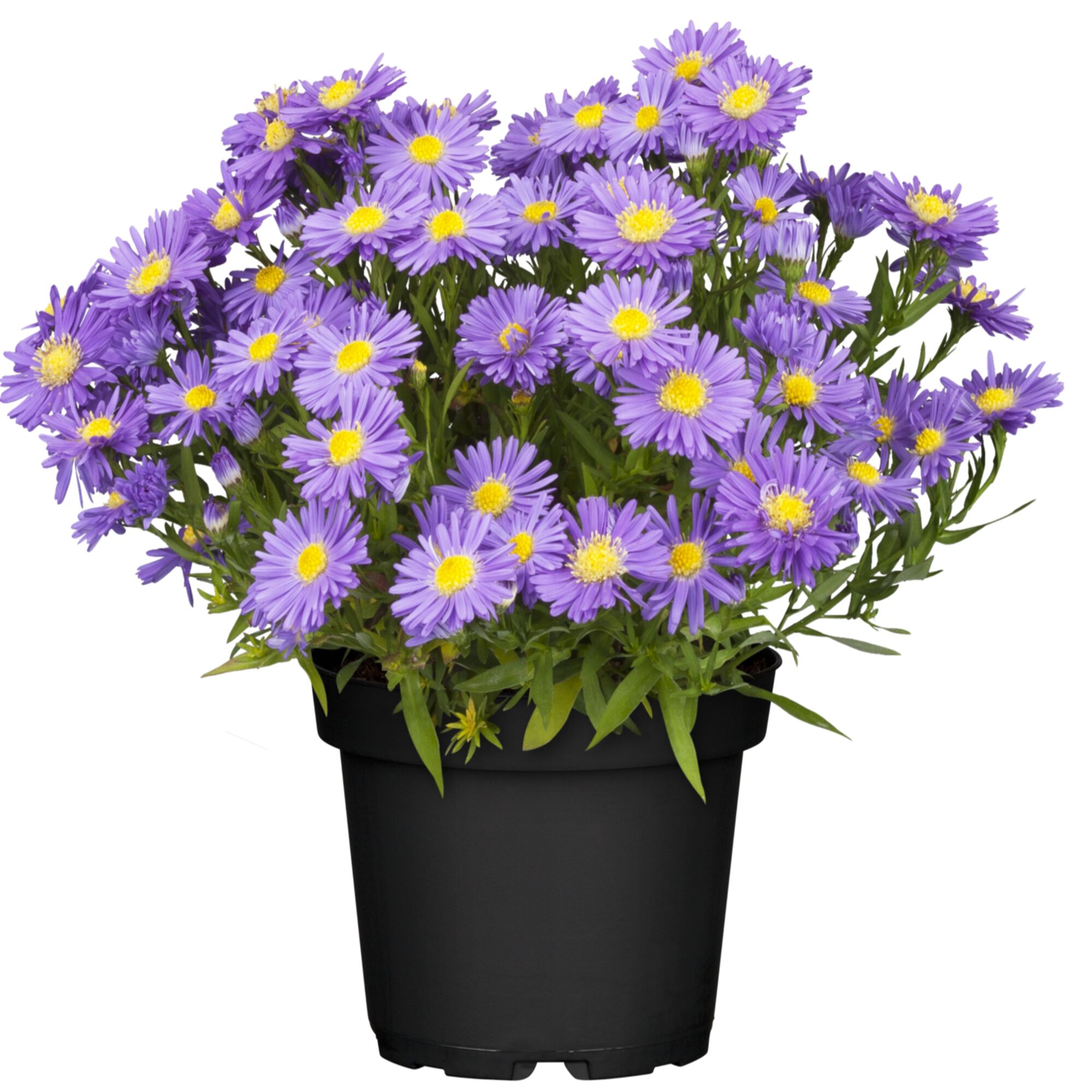 Topf mit violetten Astern