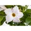 Nahaufnahme einer weißen Dipladenia-Blüte