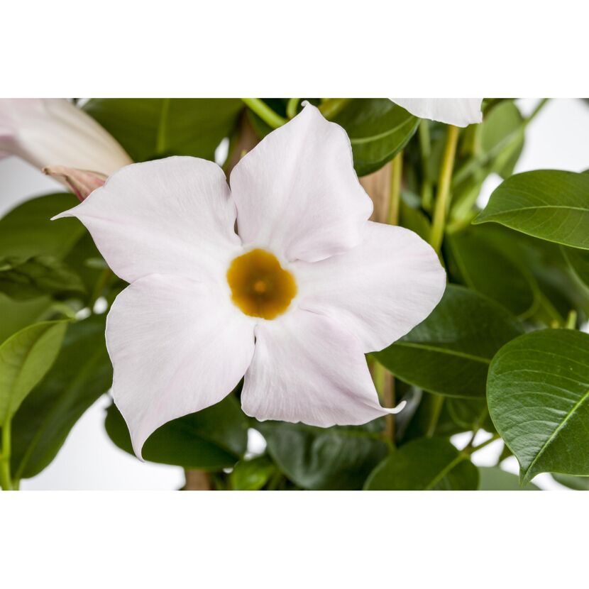 Nahaufnahme einer weißen Dipladenia-Blüte