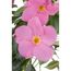 Nahaufnahme von zwei rosa Mandevilla-Blüten.