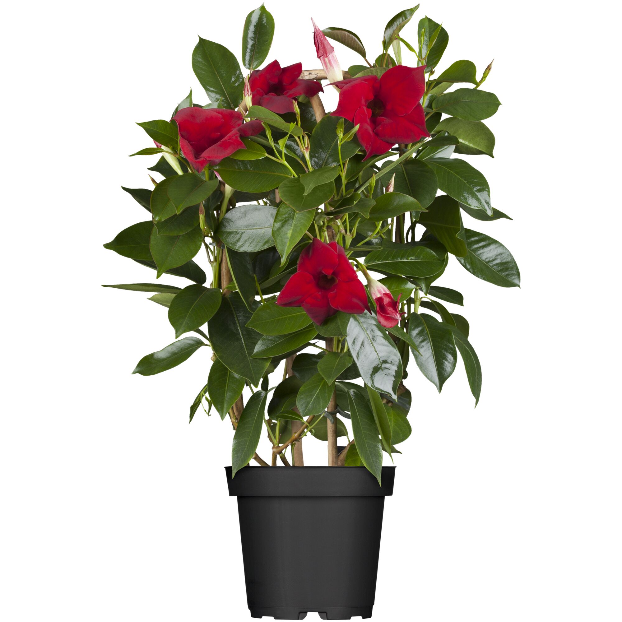 Dipladenia Mandevilla, rot blühend, im schwarzen Topf