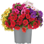 Calibrachoa-Mix 5-farbig im grauen Topf
