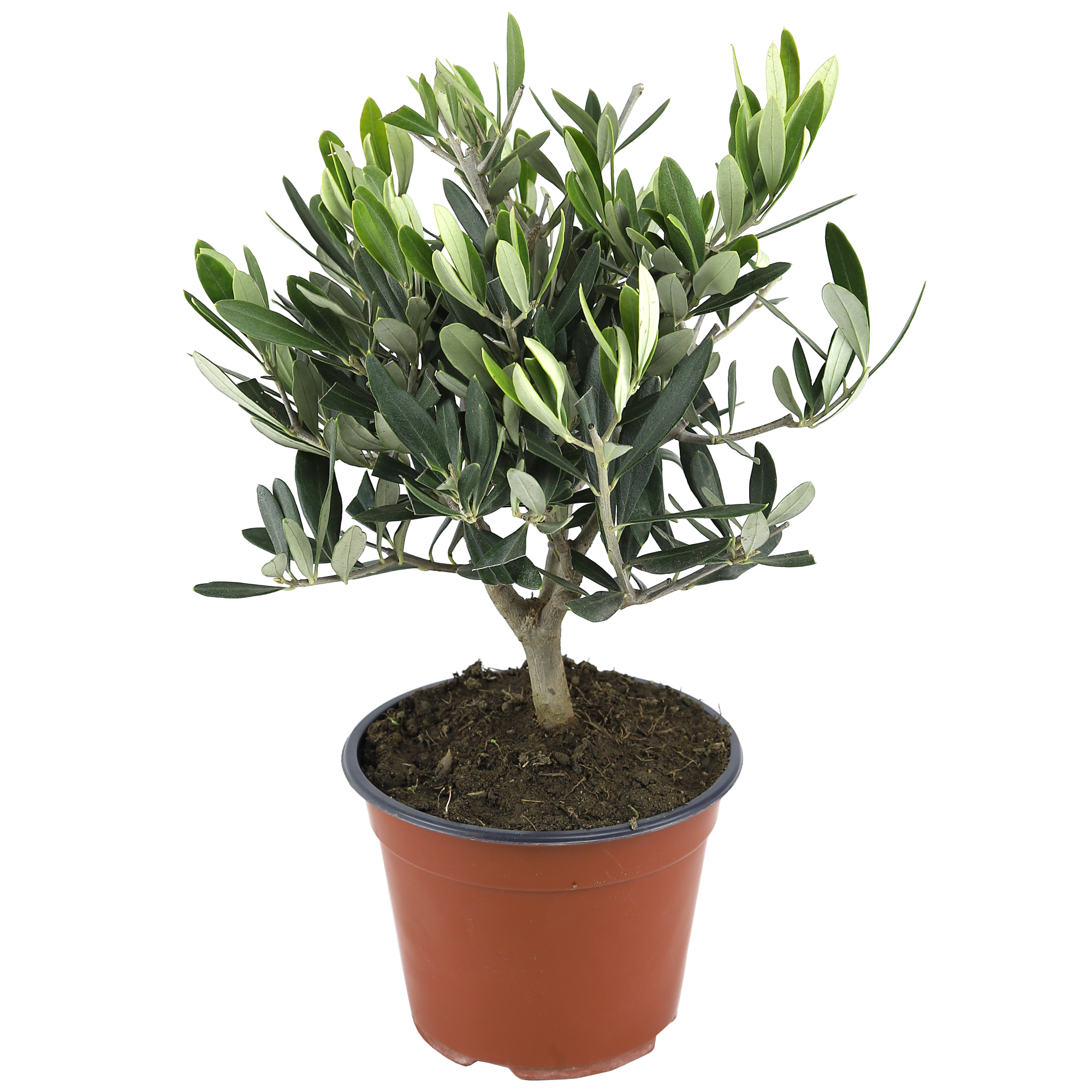 Olivenbusch 14 cm Topf