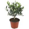 Olivenbusch 14 cm Topf
