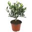 Olivenbusch 14 cm Topf