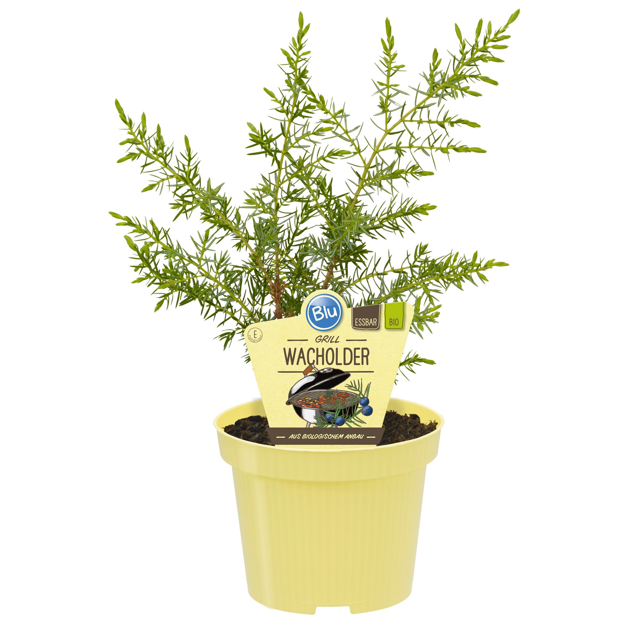 Grill-Wacholder in einem gelben Topf
