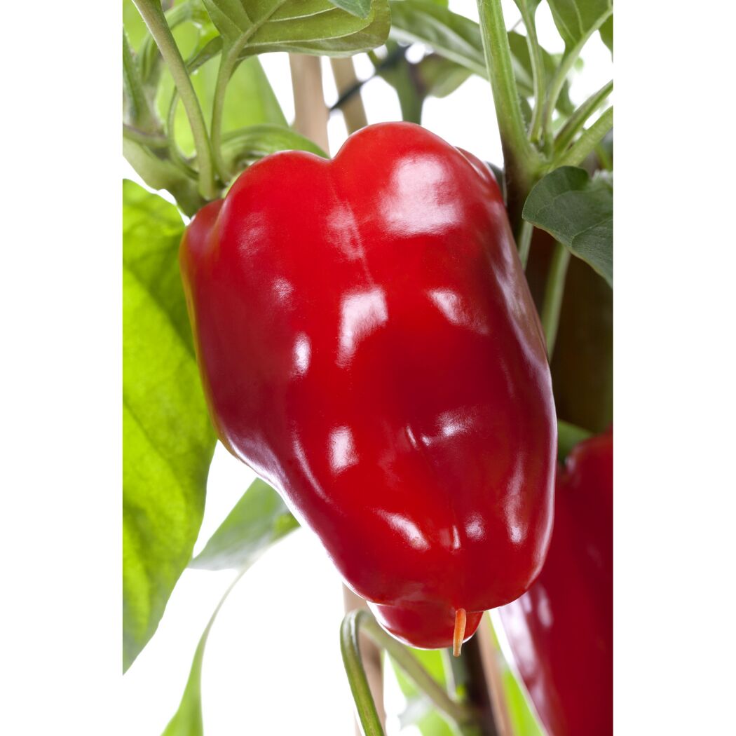 Rote Paprika an der Pflanze