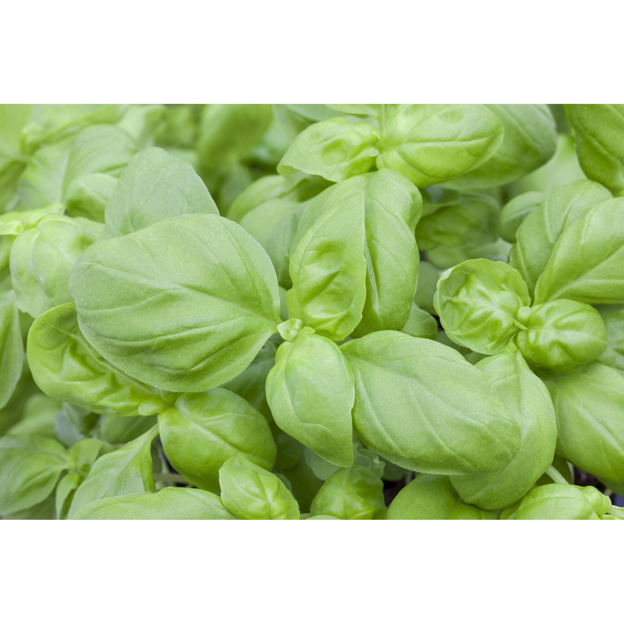 Nahaufnahme von Basilikumblättern.