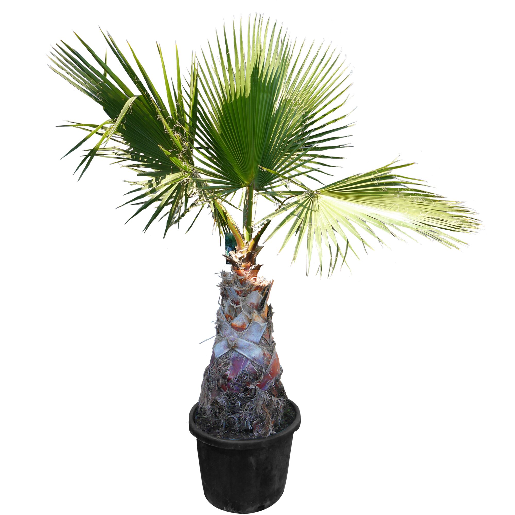 Washingtonia Robusta Palme im Topf