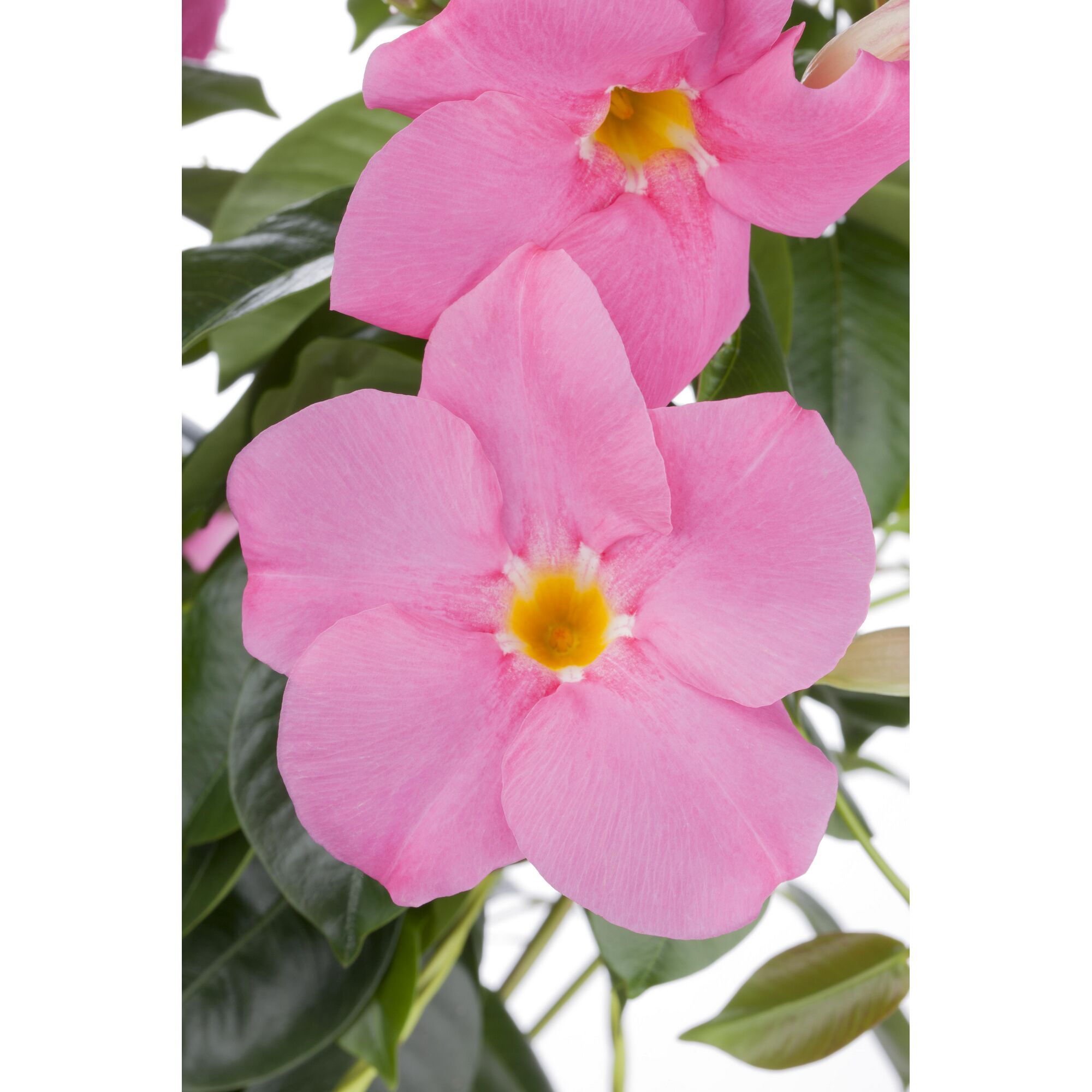Nahaufnahme von zwei rosa Mandevilla-Blüten