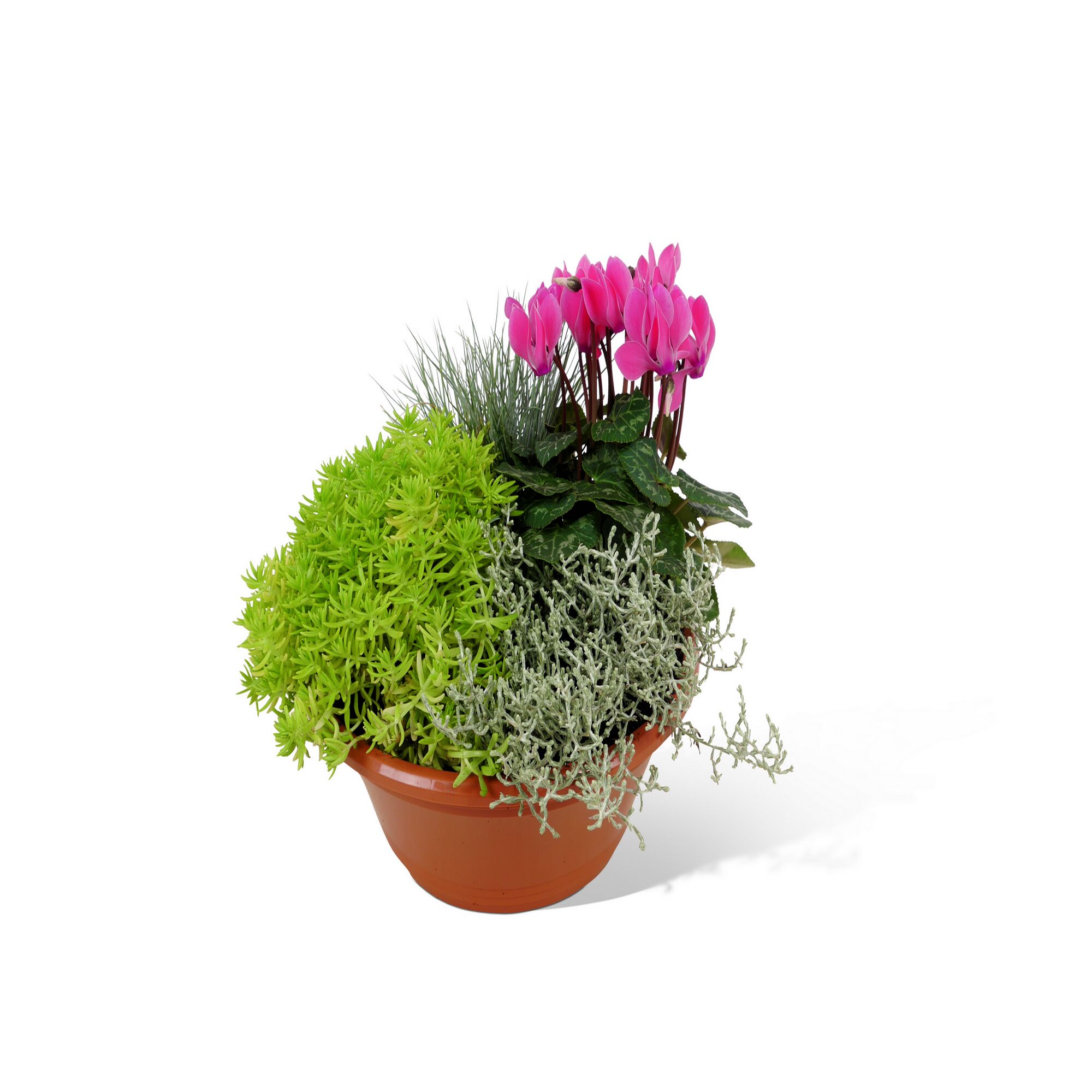 Blumenarrangement mit Alpenveilchen in braunem Topf