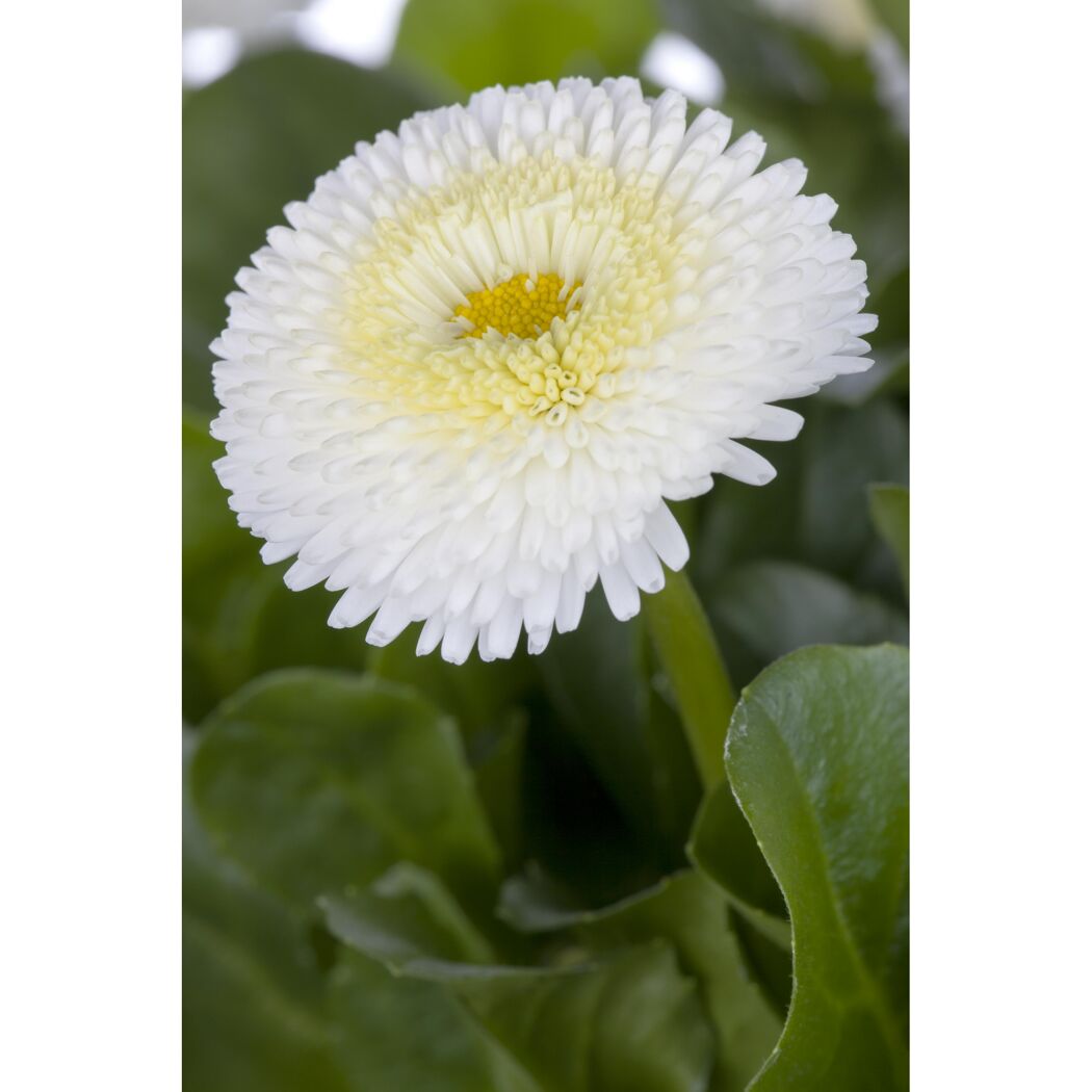 Weiße Tausendschön-Blüte mit gelber Mitte