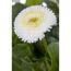 Weiße Tausendschön-Blüte mit gelber Mitte