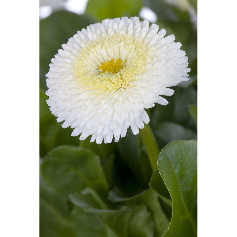 Weiße Tausendschön-Blüte mit gelber Mitte