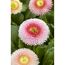 Rosa Tausendschön-Blüte mit gelber Mitte