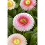 Verkleinertes Bild von Gänseblümchen, 10,5 cm Topf