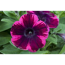 Petunie Ampel 'Jonny Flame', 25 cm Topf