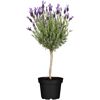 Lavendel Hochstamm im schwarzen Topf