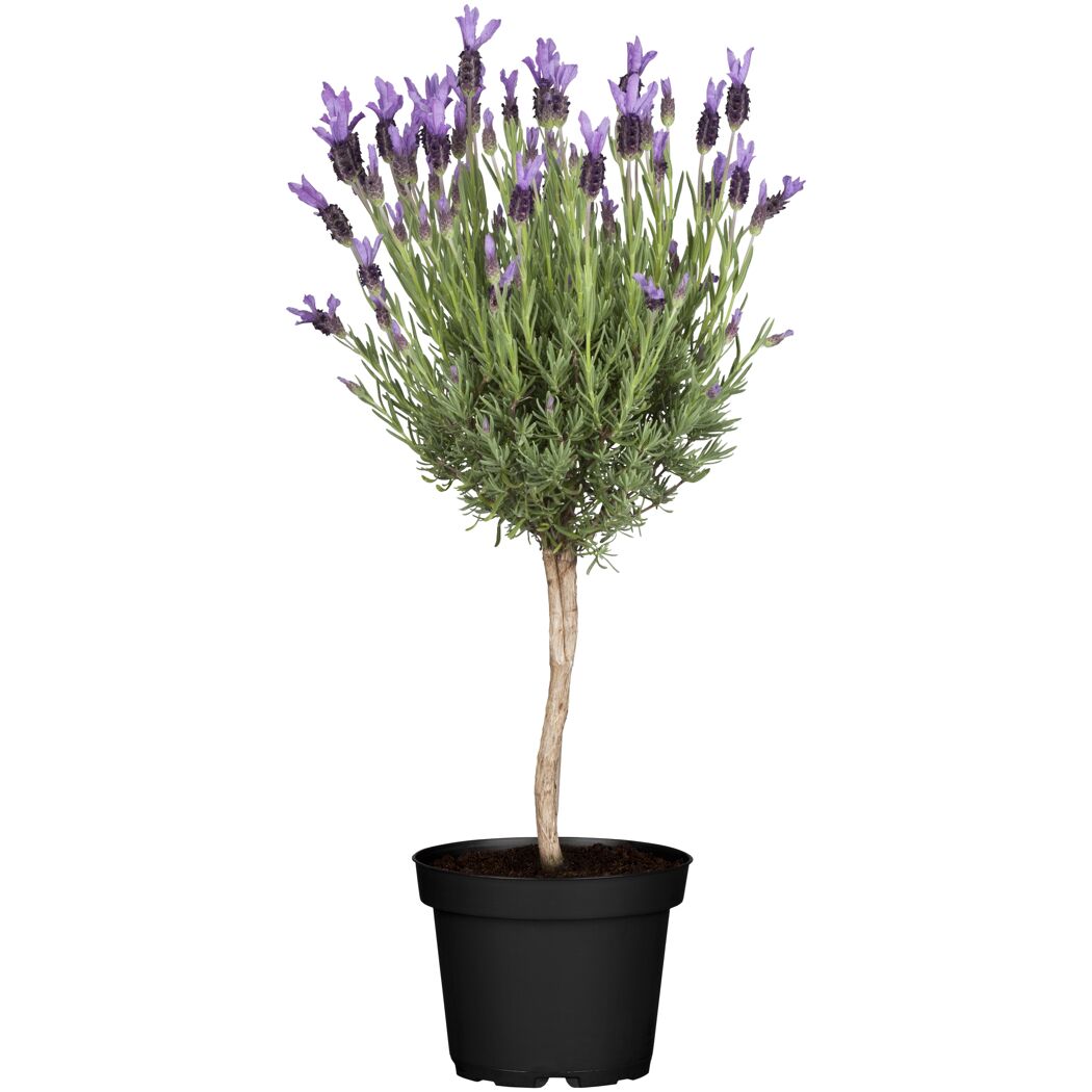 Lavendel Hochstamm im schwarzen Topf