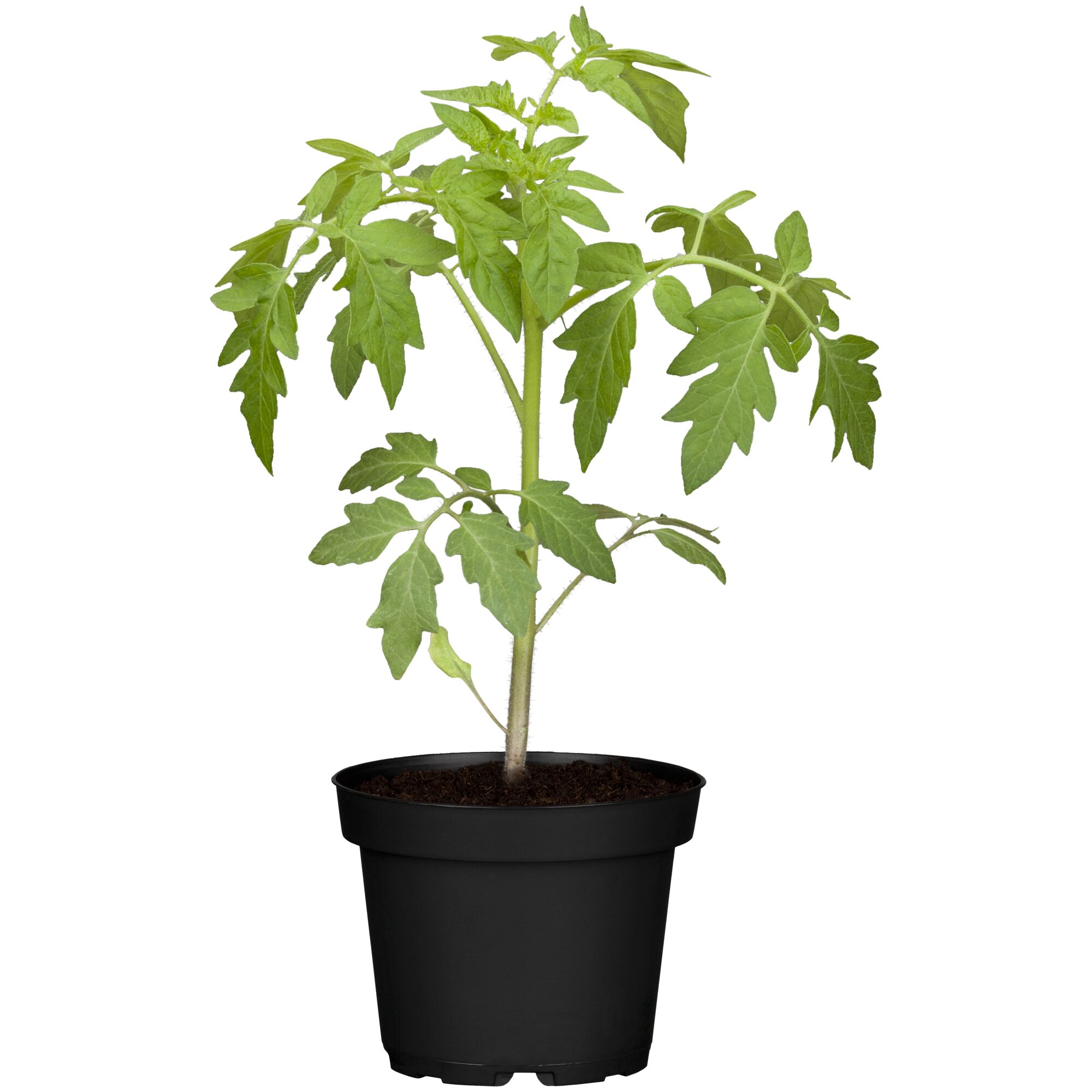 Tomatenpflanze im Topf