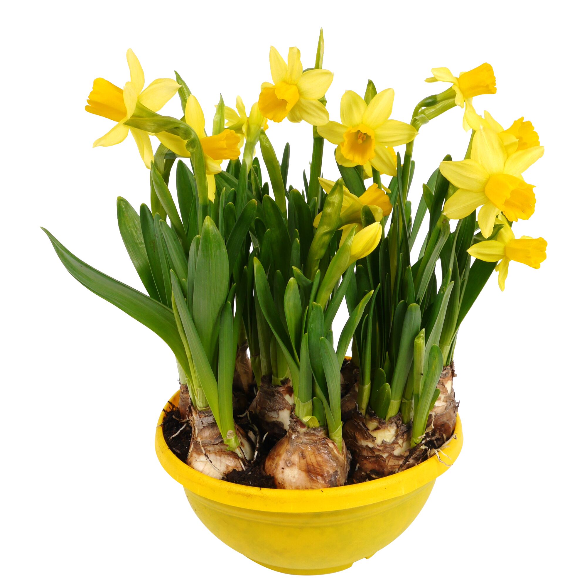 Gelbe Narzissen in einem gelben Topf
