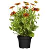 Sonnenhut 'Summerina' orange  23 cm Topf