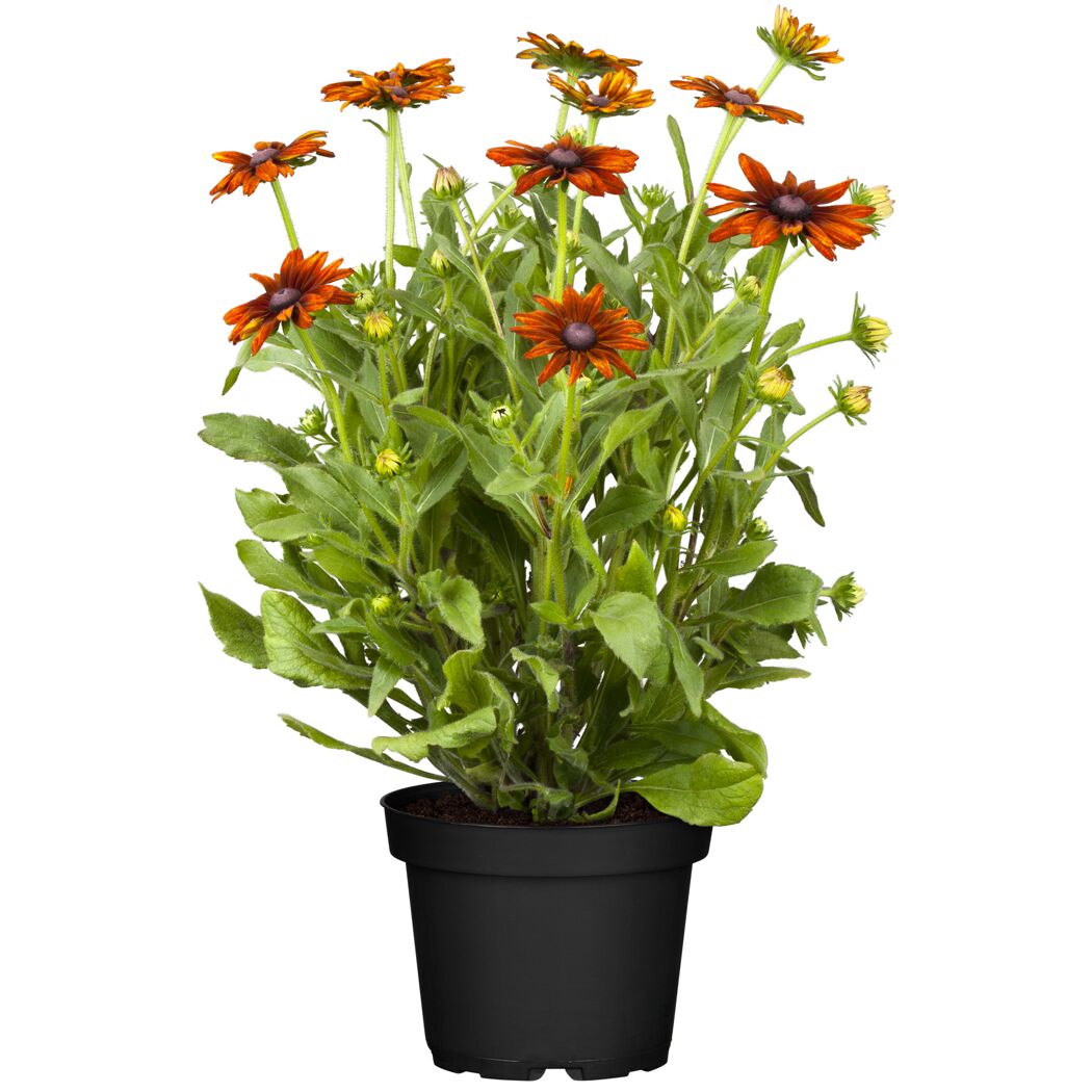 Sonnenhut 'Summerina' orange  23 cm Topf