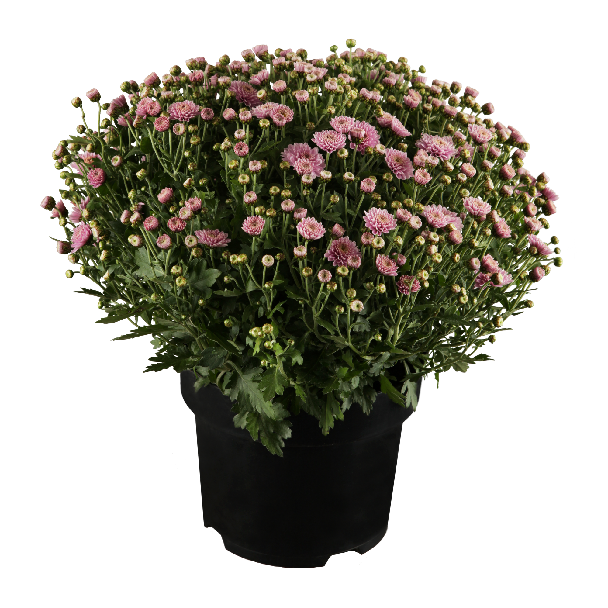 Chrysantheme in Sonderfarben 17 cm Topf + product picture