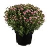 Topfpflanze mit rosafarbenen Chrysanthemen