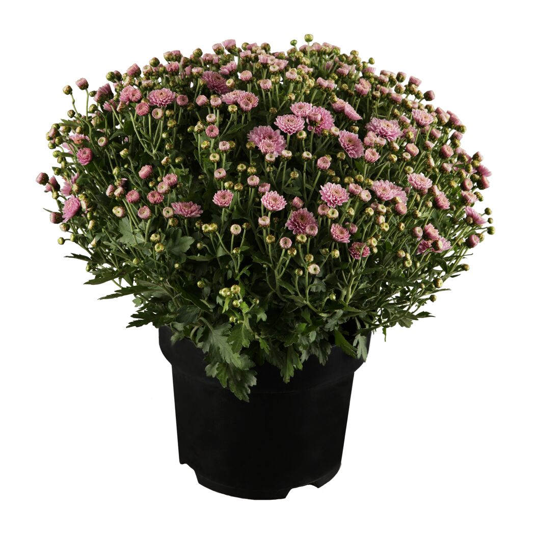 Topfpflanze mit rosafarbenen Chrysanthemen