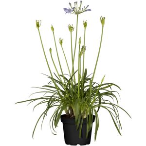 Schmucklilie 'Summer Love®' 19 cm Topf