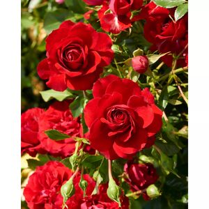 Rosen 'Courtyard®' verschidene Sorten, 21 cm Topf