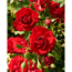 Rosen 'Courtyard®' verschidene Sorten, 21 cm Topf