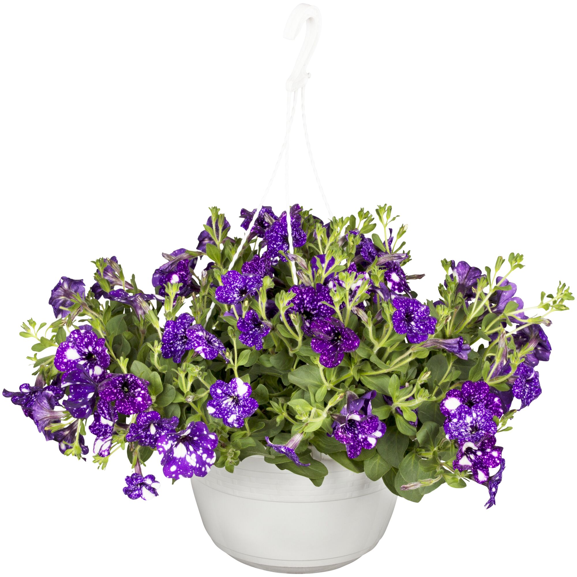 Hängepetunie Night Sky