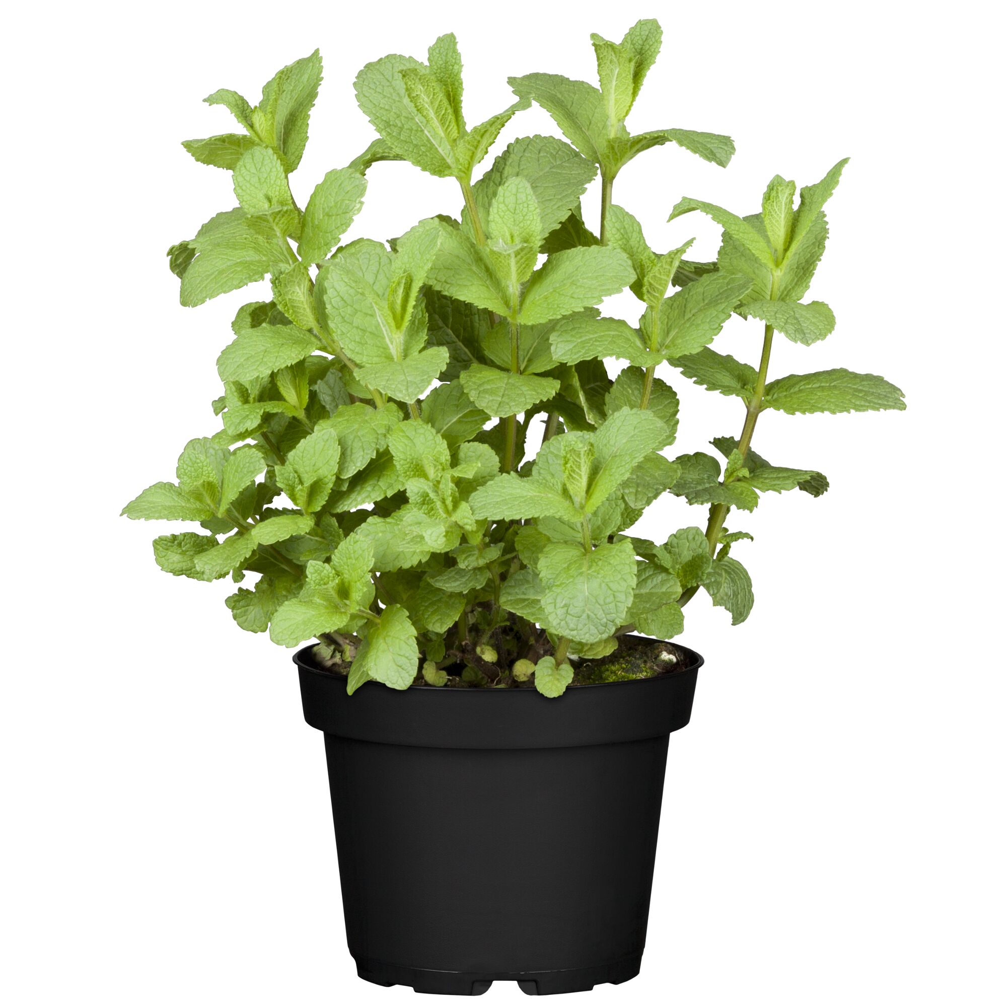 Minze im schwarzen Topf