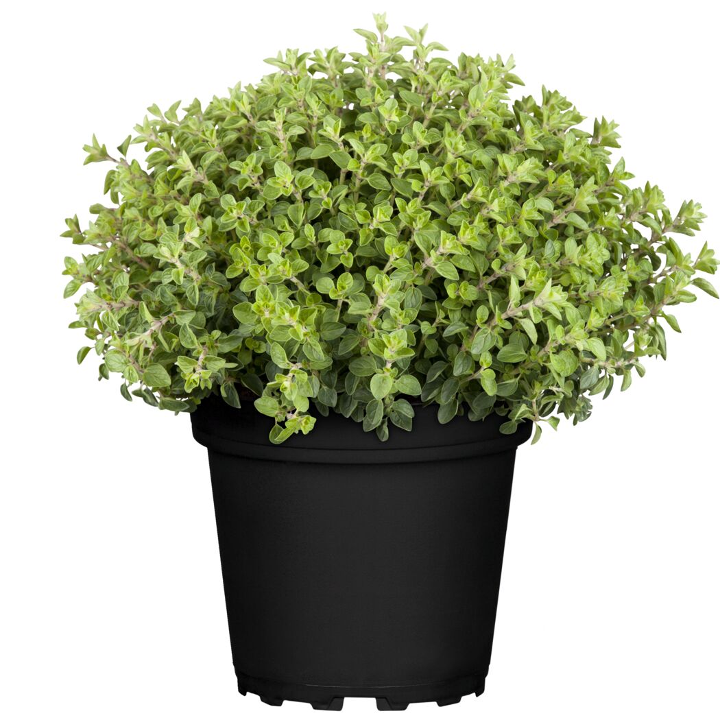 Oregano-Pflanze im schwarzen Topf