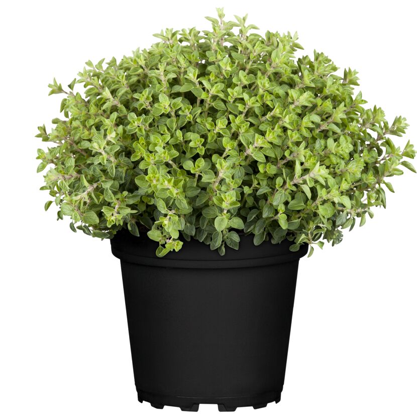 Oregano-Pflanze im schwarzen Topf
